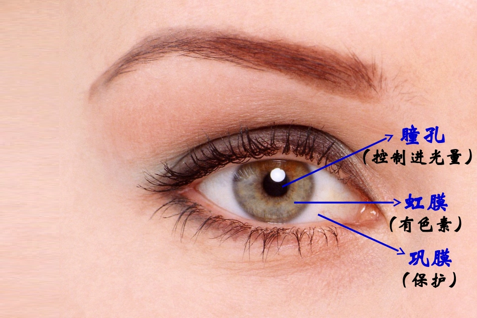 眼和视觉2015_第3页