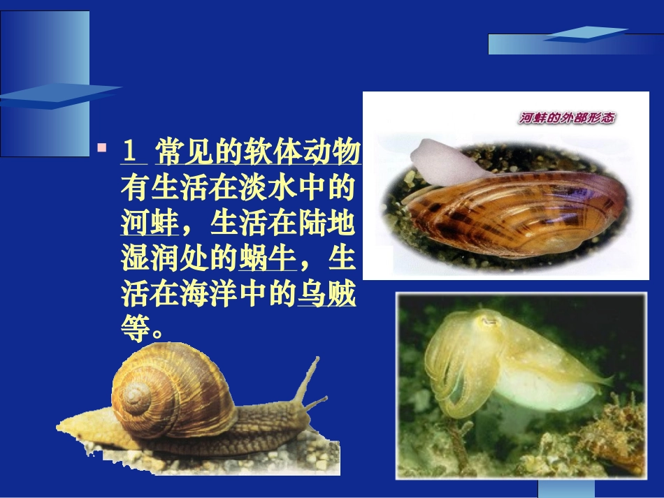 动物的主要类群（第二课时）_第2页