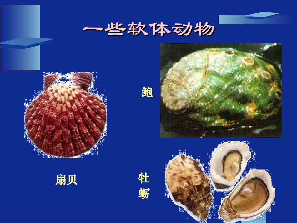 动物的主要类群（第二课时）_第3页