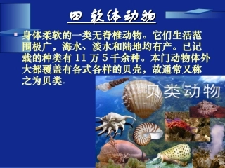 动物的主要类群（第二课时）