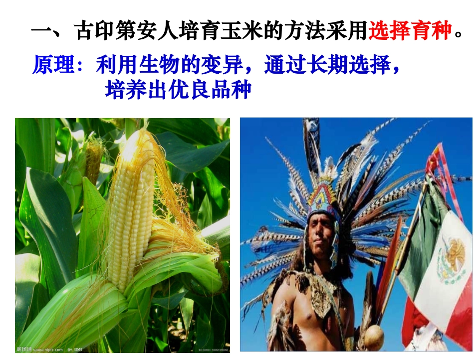 杂交育种与诱变育种课件_第3页