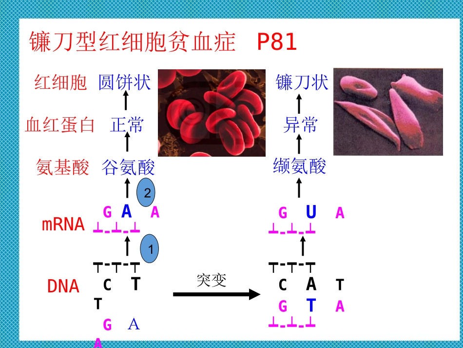 基因突变课件_第3页