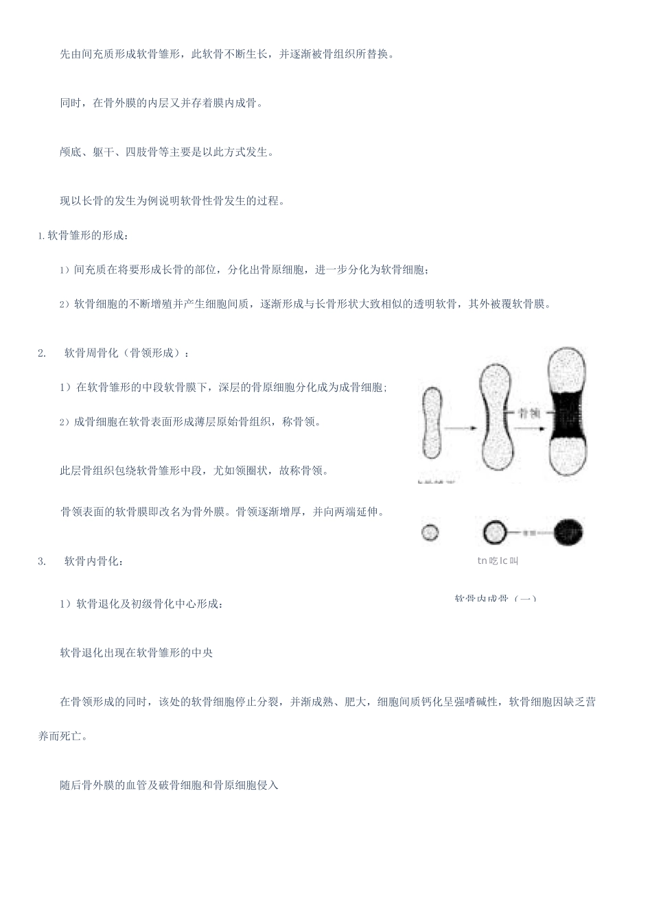 骨的结构与发生_第2页