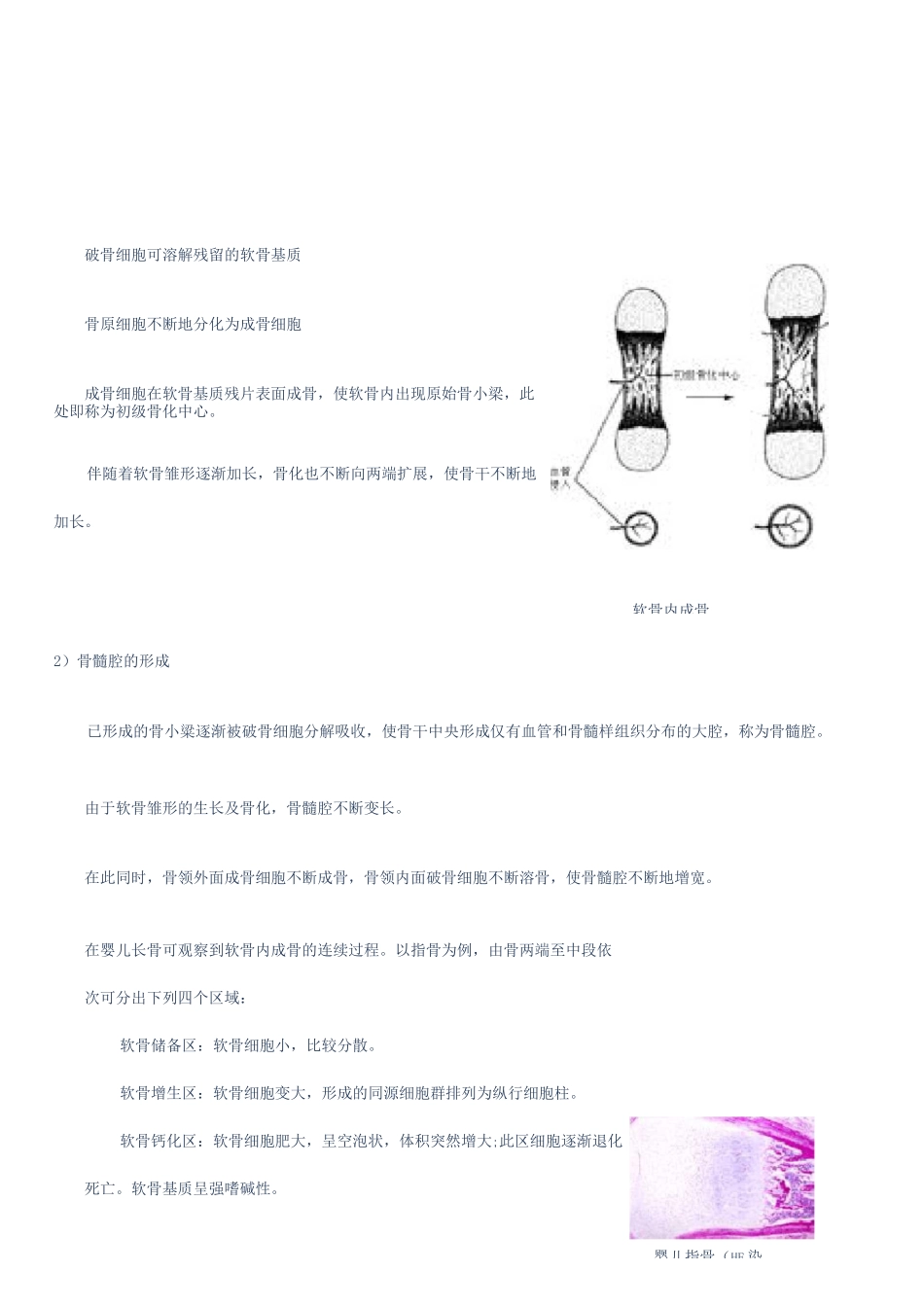 骨的结构与发生_第3页