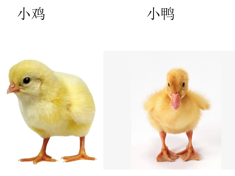 《动物说话》课件_第3页