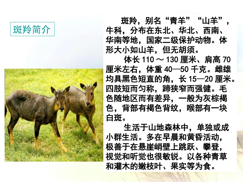 斑羚飞渡 课件_第2页