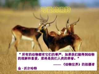 斑羚飞渡 课件