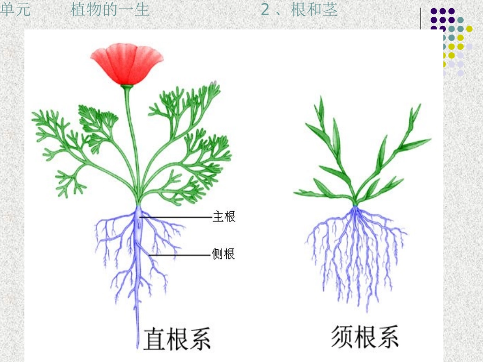 三年级下科学课件-根和茎苏教版_第3页
