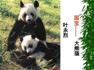 国宝——大熊猫