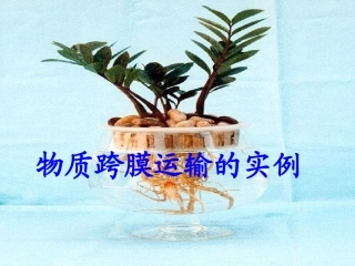 物质跨膜运输的实例（wyq）