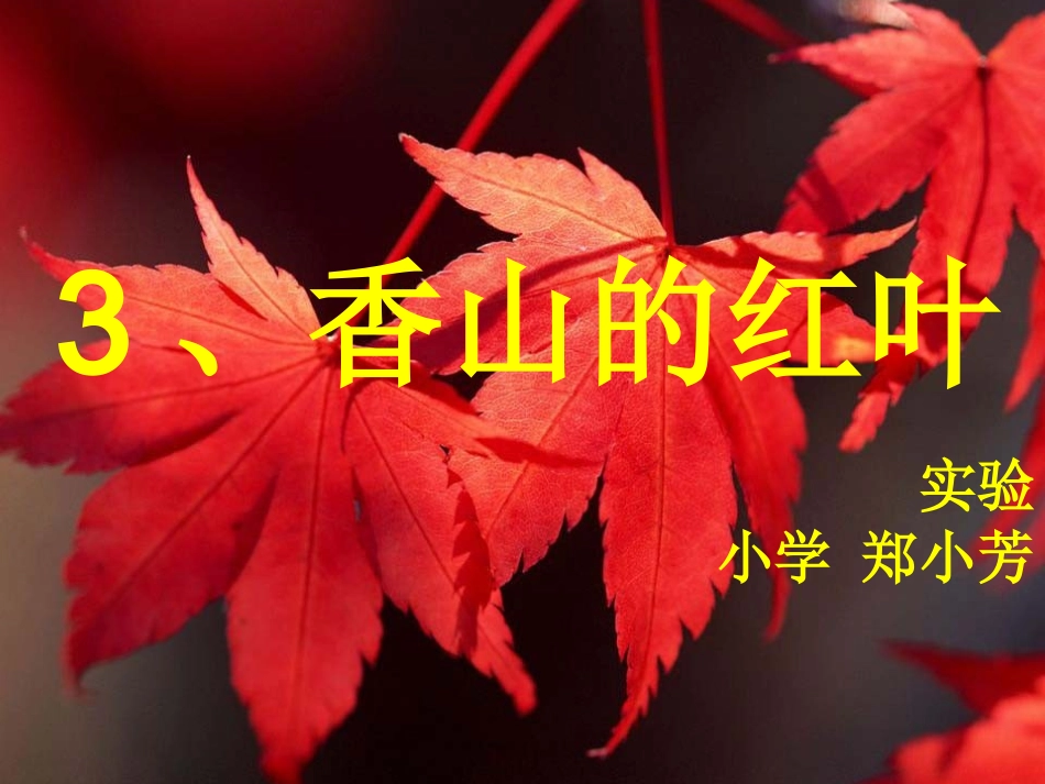 教科版香山红叶课件_第1页