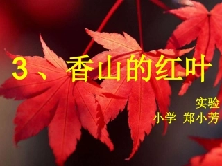 教科版香山红叶课件