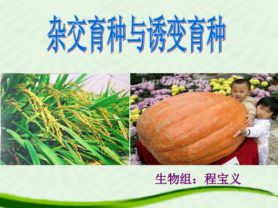 杂交育种与诱变育种出课新_第1页