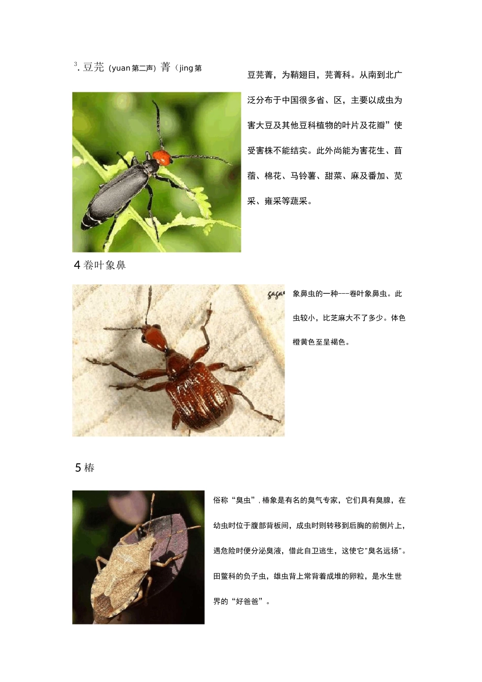 (完整版)昆虫名字+图片_第3页