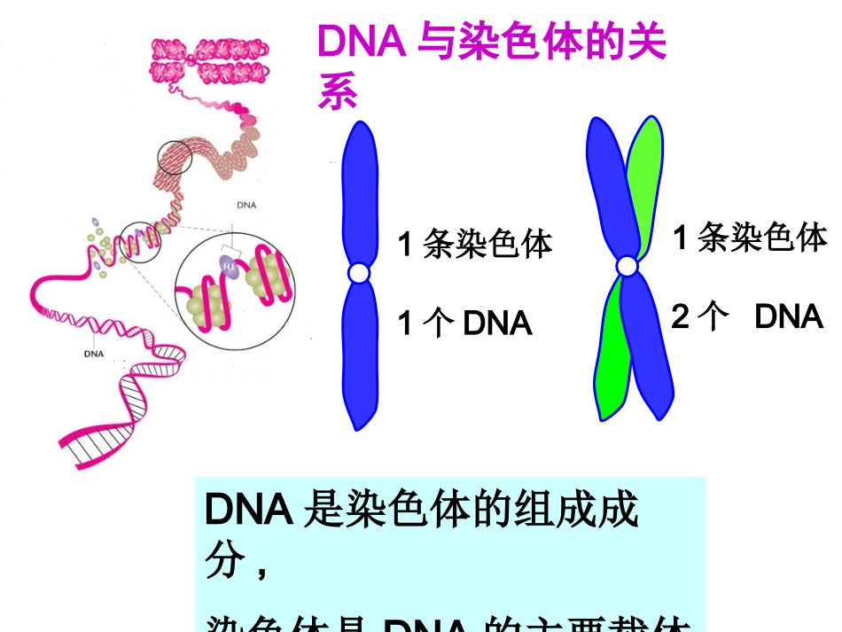基因是有遗传效应的DNA片段_第2页