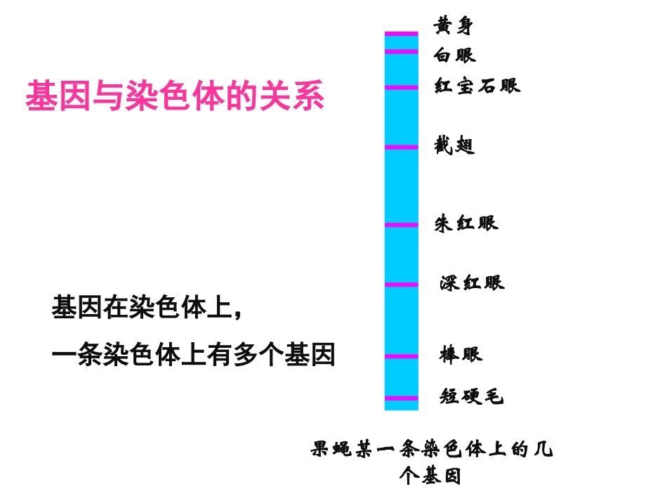 基因是有遗传效应的DNA片段_第3页