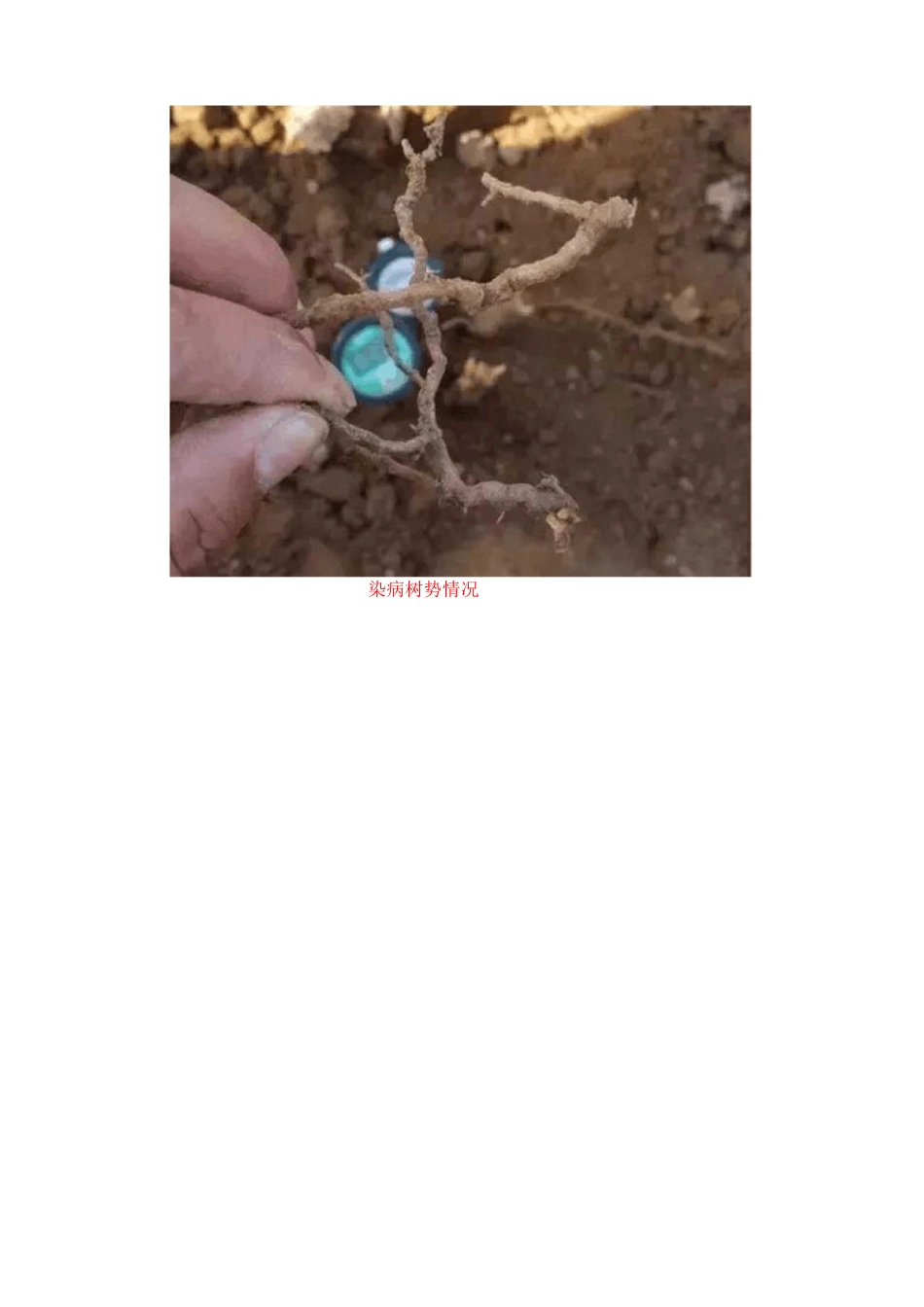 史上最全桃树综合管理技术_第2页