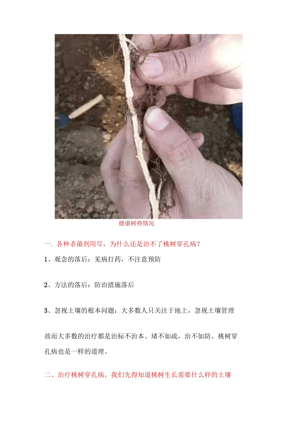 史上最全桃树综合管理技术_第3页