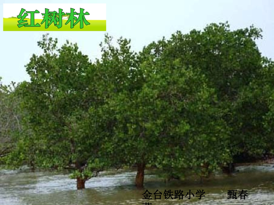 《红树林》课件_第1页