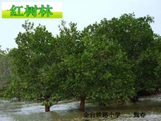 《红树林》课件