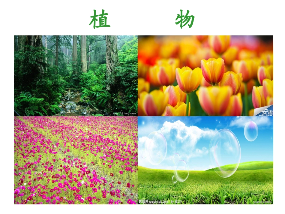 大自然中的伙伴_第3页