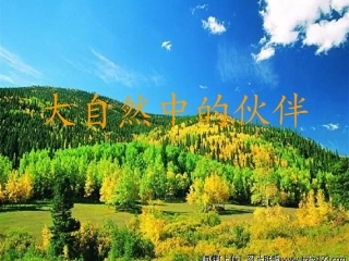 大自然中的伙伴