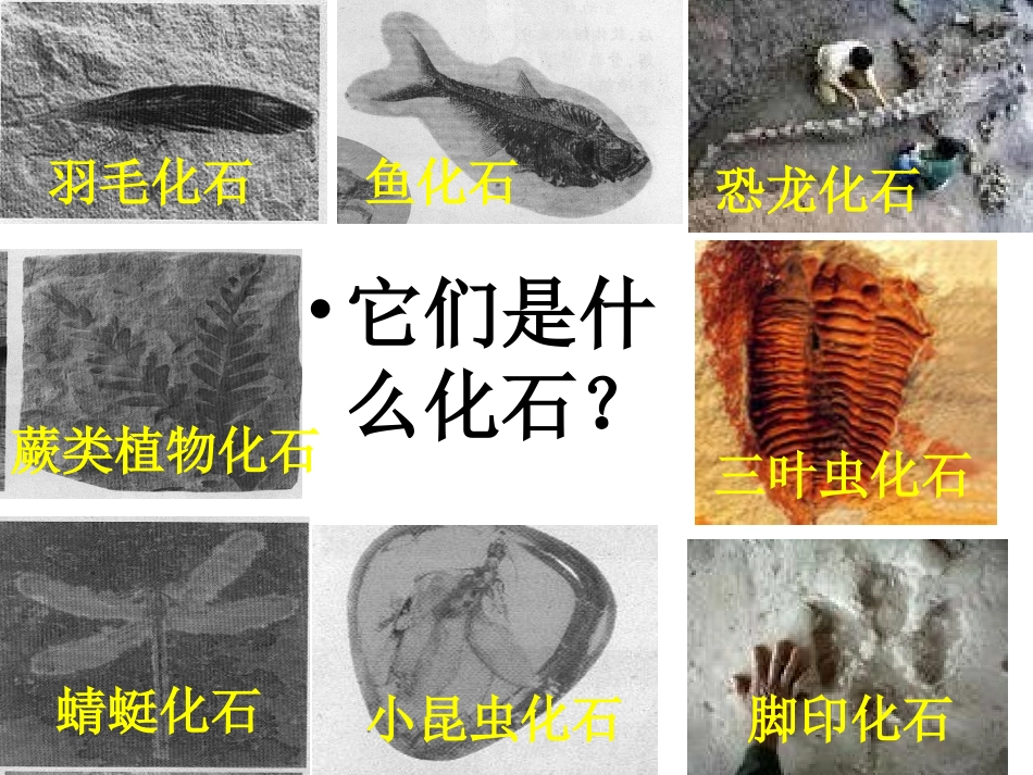 化石告诉我们什么--李英_第2页