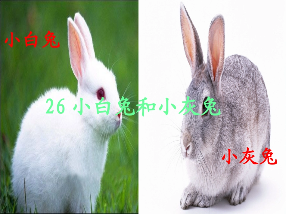 小白兔和小灰兔全_第2页