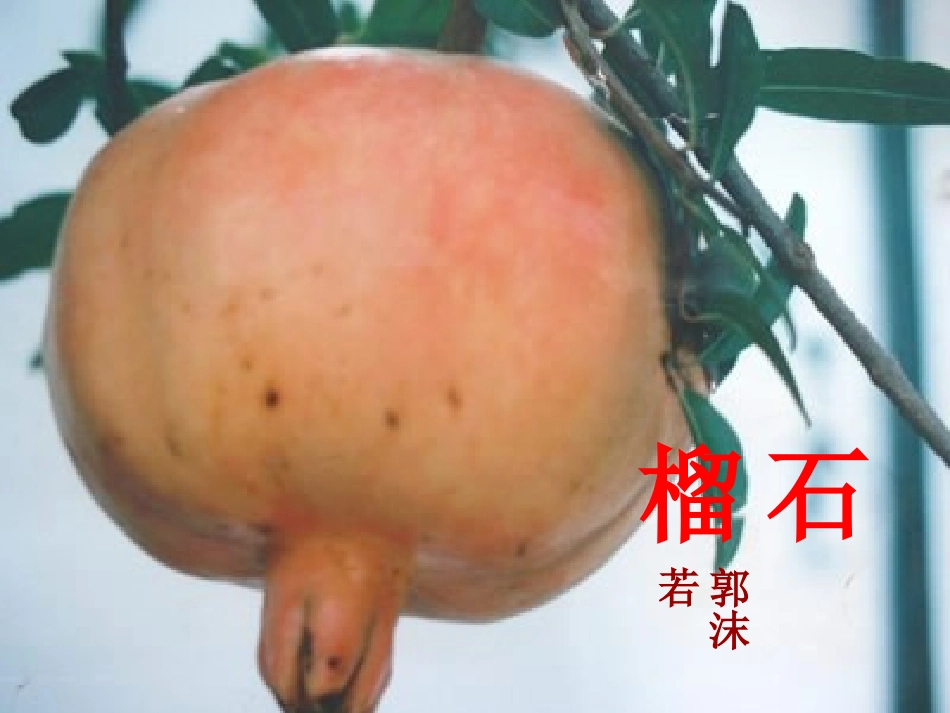 《石榴》精品课件设计_第1页