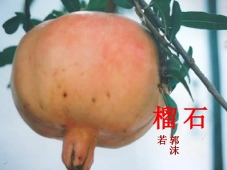 《石榴》精品课件设计