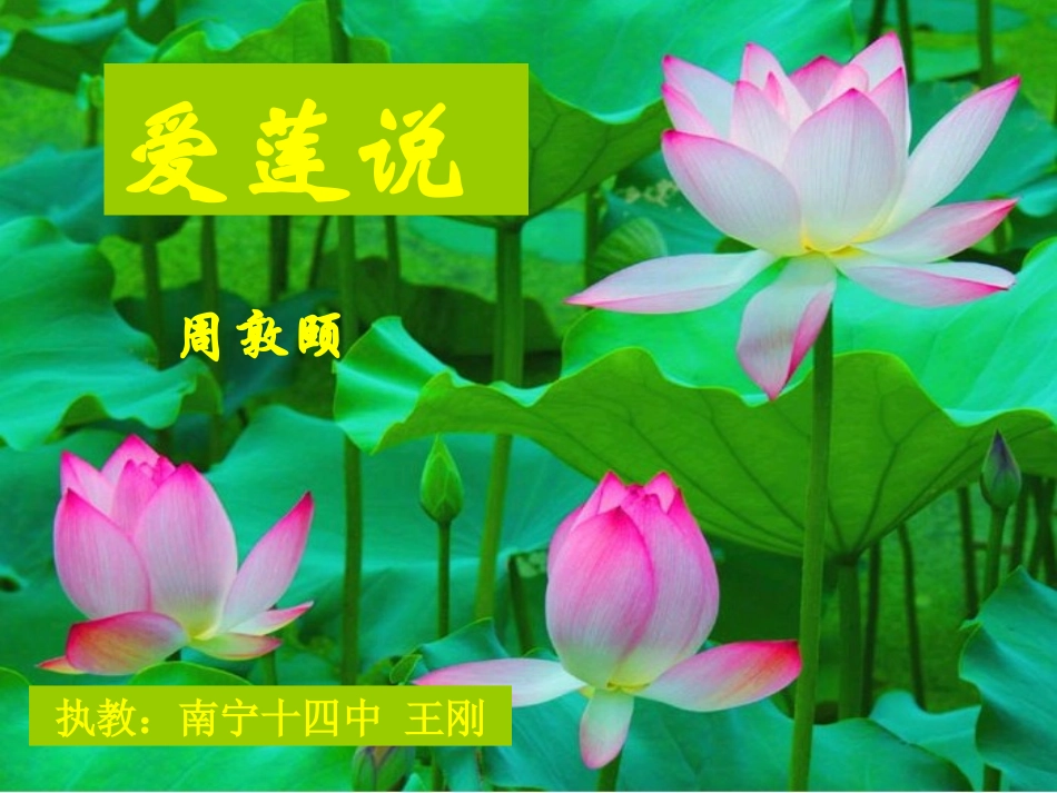 爱莲说（公开课）_第1页
