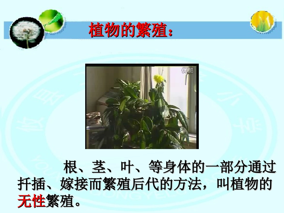 无心插柳柳成荫_第3页