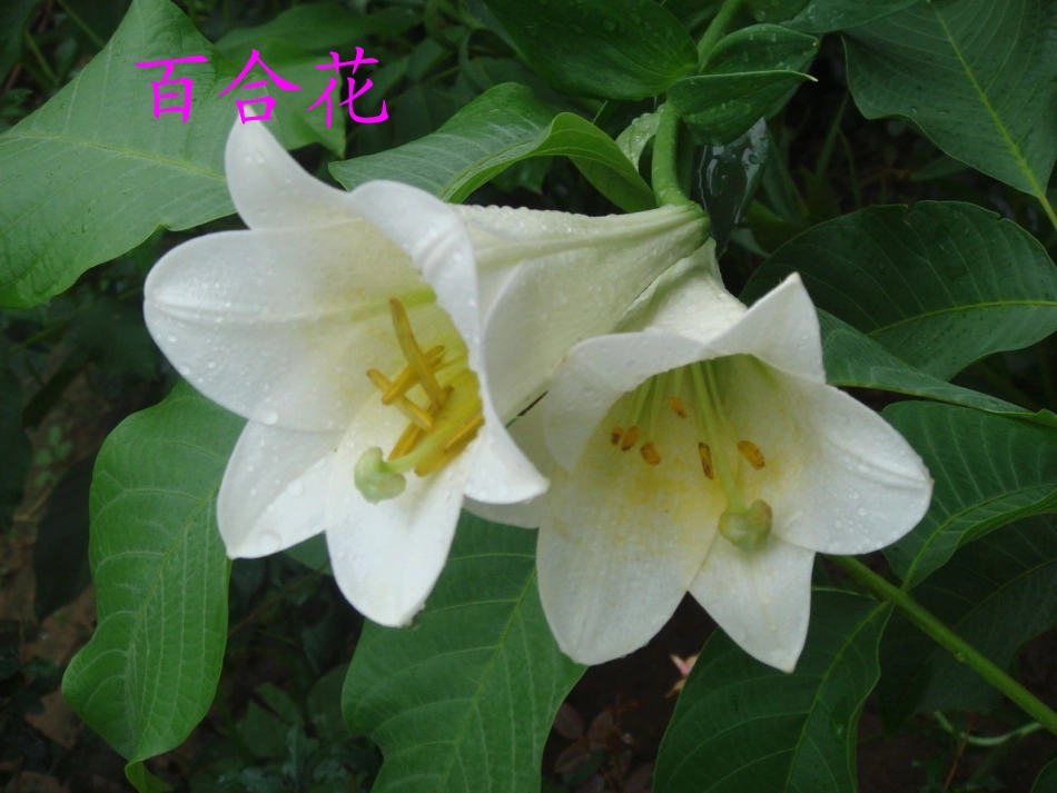 一、花开花落为哪般_第2页