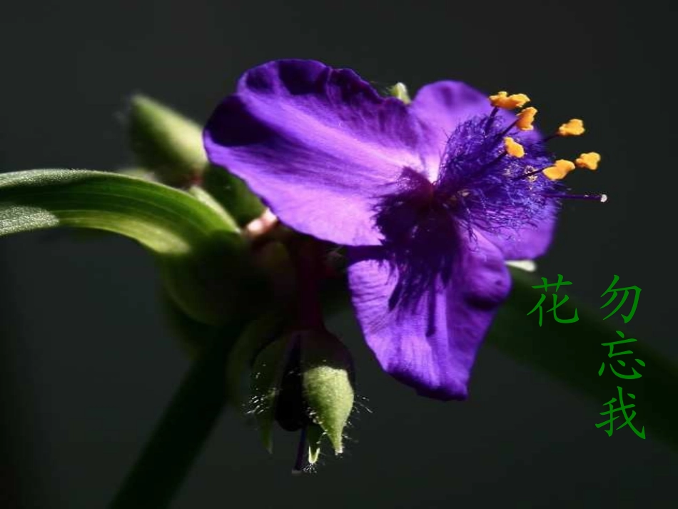 一、花开花落为哪般_第3页