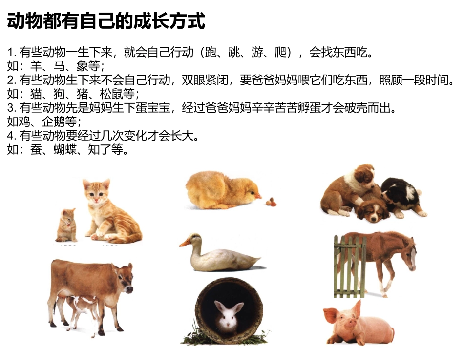 小动物的成长过程_第2页