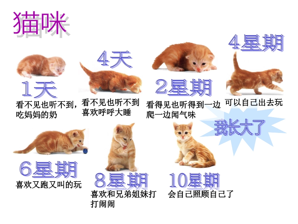 小动物的成长过程_第3页