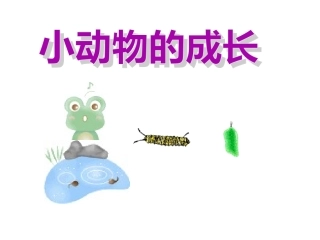 小动物的成长过程