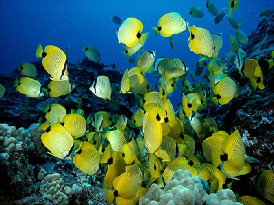 颜复玉《浅水洼里的小鱼》_第2页