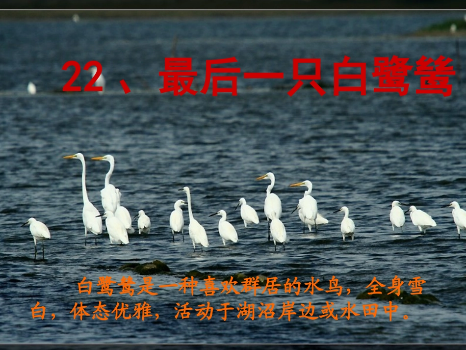 最后一只白鹭鸶(1)_第1页