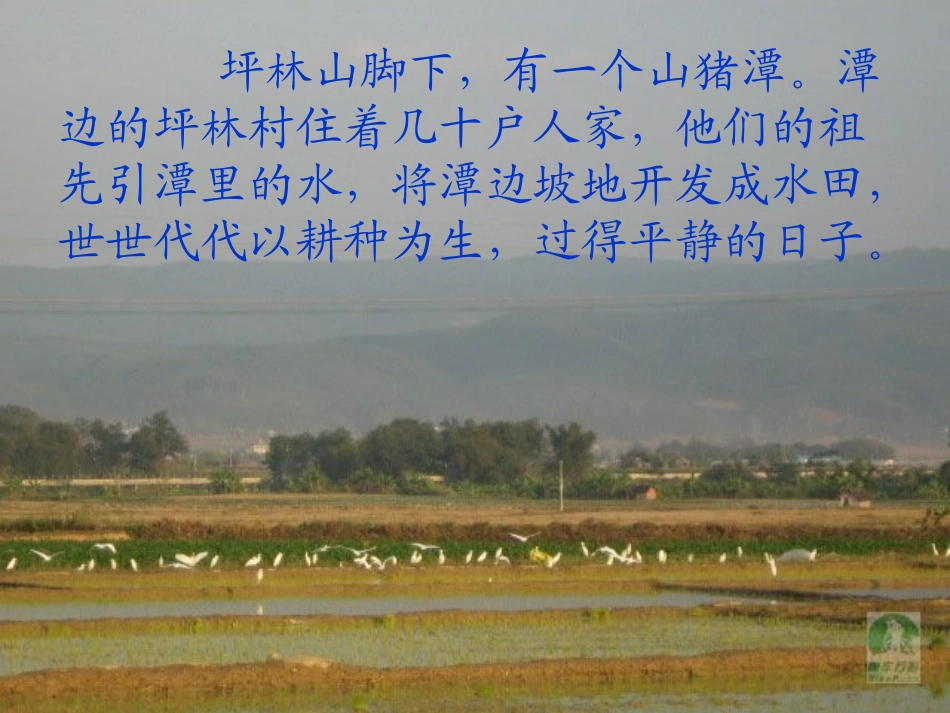最后一只白鹭鸶(1)_第3页
