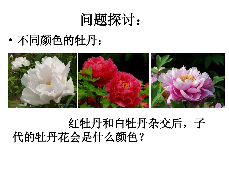 第一节遗传因子_第3页