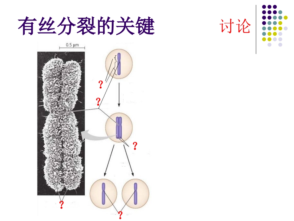 有丝分裂 (2)_第3页