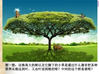 植物茎的输导功能》课件