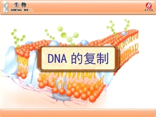 生物②必修33《DNA的复制》PPT课件