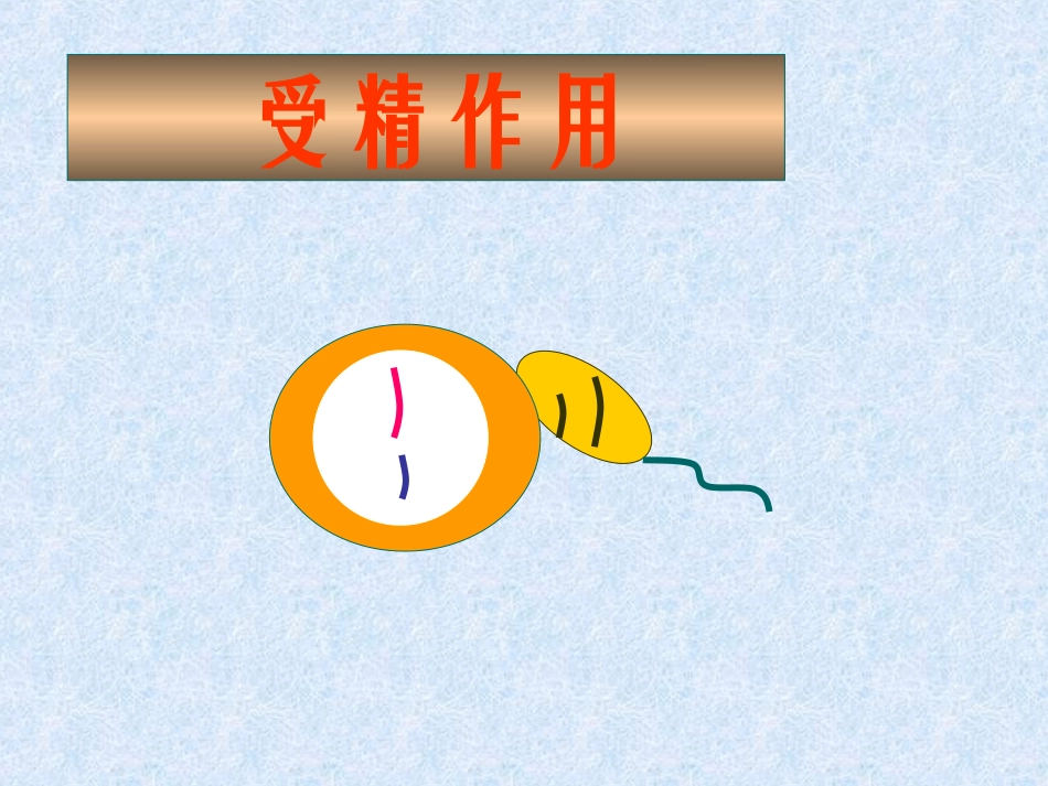 减数分裂和受精作用最全_第1页