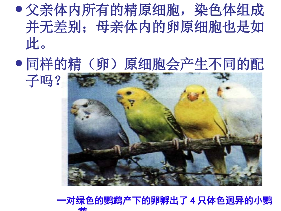 减数分裂和受精作用最全_第2页