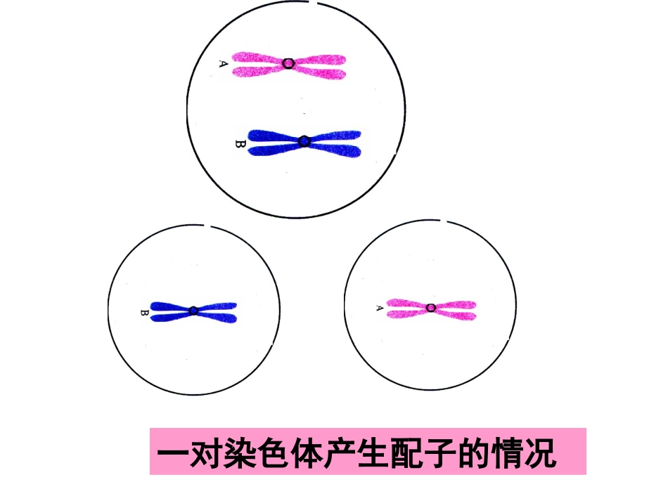 减数分裂和受精作用最全_第3页