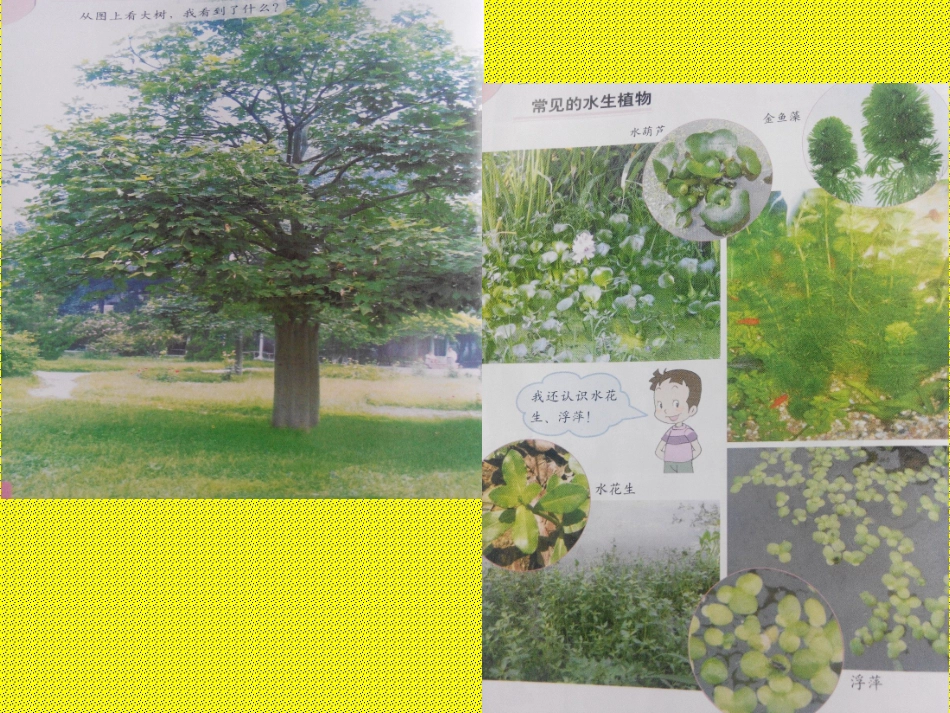 教科版小学科学三年级上册第一单元《植物的叶》PPT课件_第2页