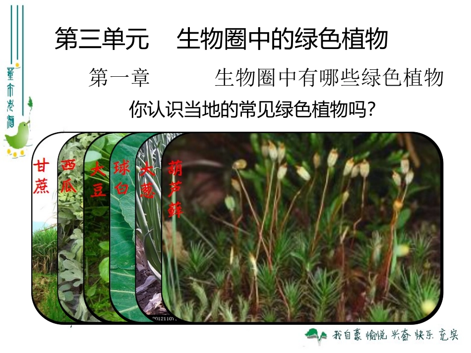 最新人教版311藻类、苔藓和蕨类植物_第2页