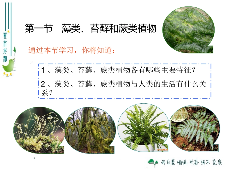 最新人教版311藻类、苔藓和蕨类植物_第3页